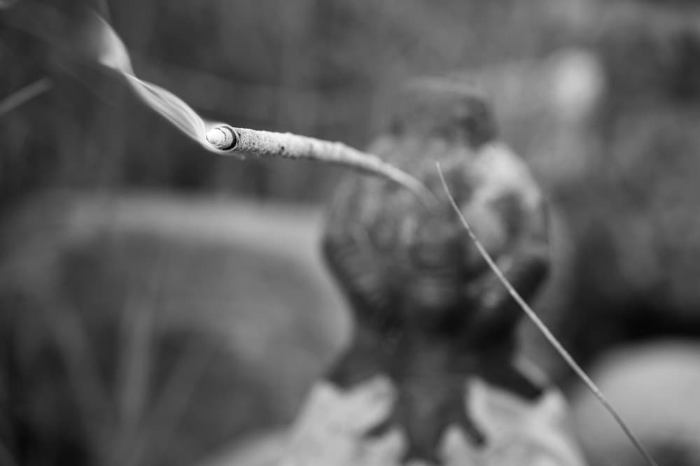 Rue Incense (20 Sticks)